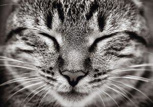 Kot z zamkniętymi oczami Plakat